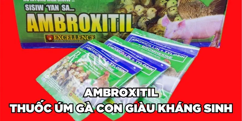 Ambroxitil - Thuốc úm gà con giàu kháng sinh