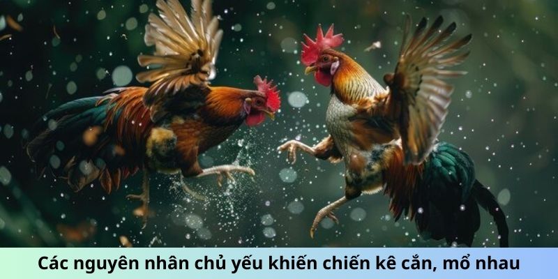 Các nguyên nhân chủ yếu khiến chiến kê cắn, mổ nhau