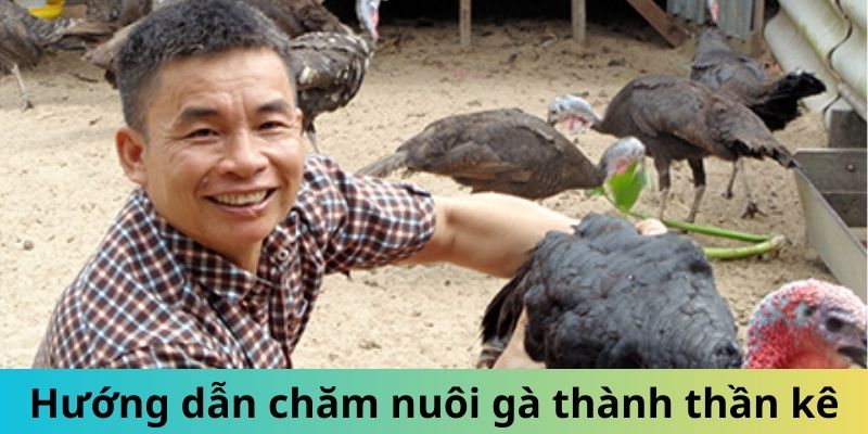 Hướng dẫn chăm sóc gà Nam Mỹ thành thần kê