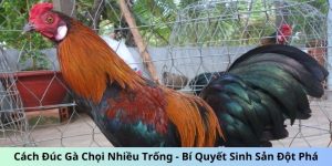 cách đúc gà chọi nhiều trống