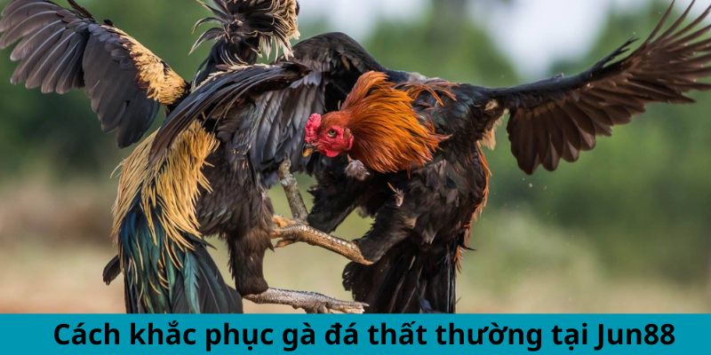 Cách khắc phục gà đá thất thường tại Jun88