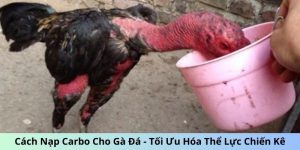 cách nạp carbo cho gà đá