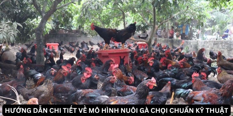 Cách phát triển mô hình nuôi gà chọi bền vững và an toàn