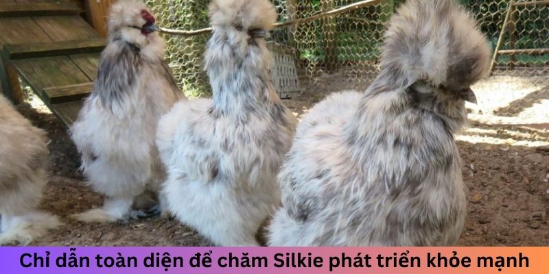 Chỉ dẫn toàn diện để chăm Silkie phát triển khỏe mạnh