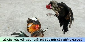 Gà chọi vảy vấn sao