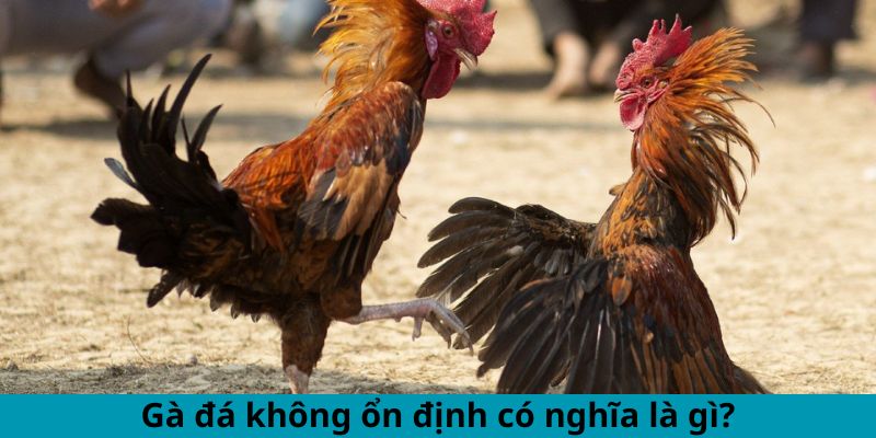 Gà đá không ổn định có nghĩa là gì?