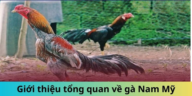 Giới thiệu tổng quan giống gà Nam Mỹ