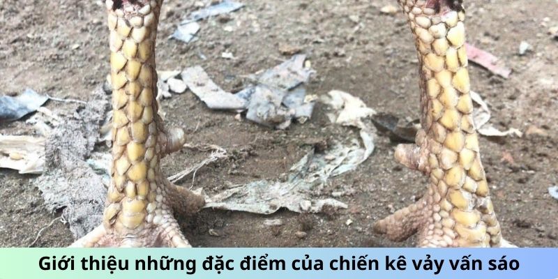 Giới thiệu những đặc điểm của chiến kê vảy Vấn Sáo