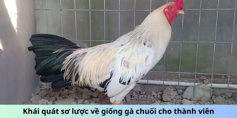 Khái quát sơ lược về giống gà Chuối cho thành viên