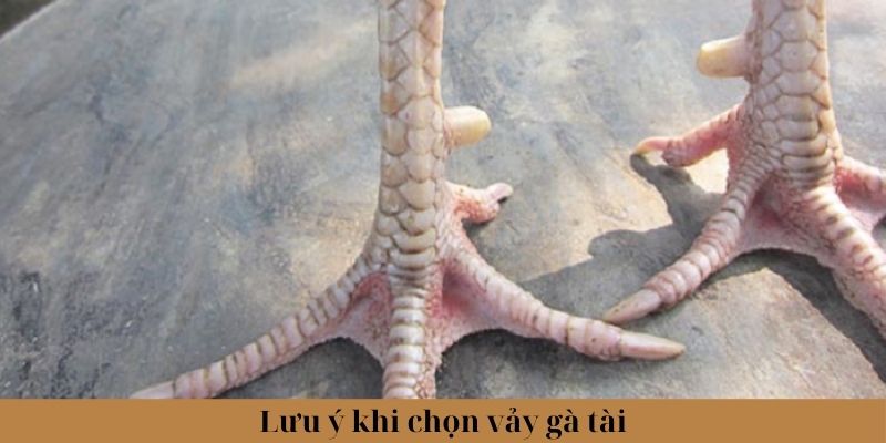 Lưu ý khi lựa chọn, chăm sóc gà có vảy Tài