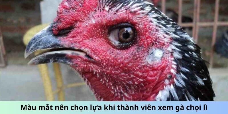 Màu mắt nên chọn lựa khi thành viên xem gà chọi Lì