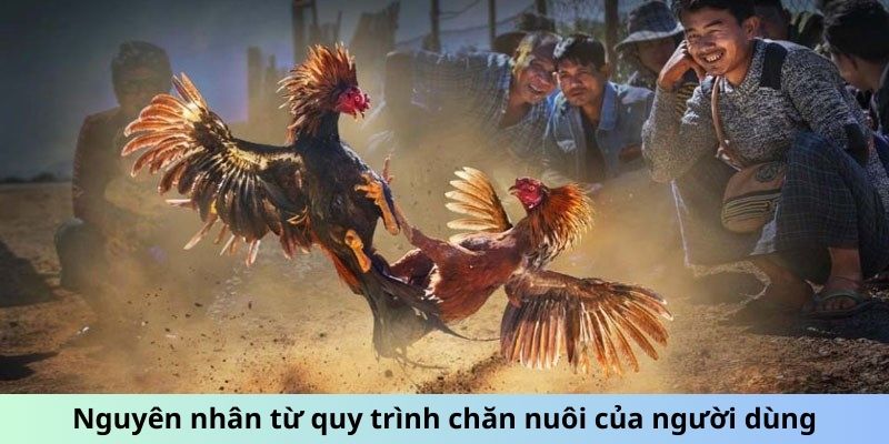 Nguyên nhân từ quy trình chăn nuôi của người dùng