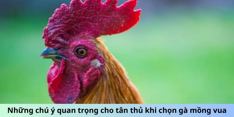 Những chú ý quan trọng cho tân thủ khi chọn gà Mồng Vua