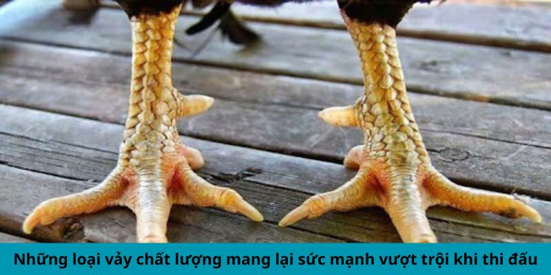 Những loại vảy chất lượng mang lại sức mạnh vượt trội khi thi đấu