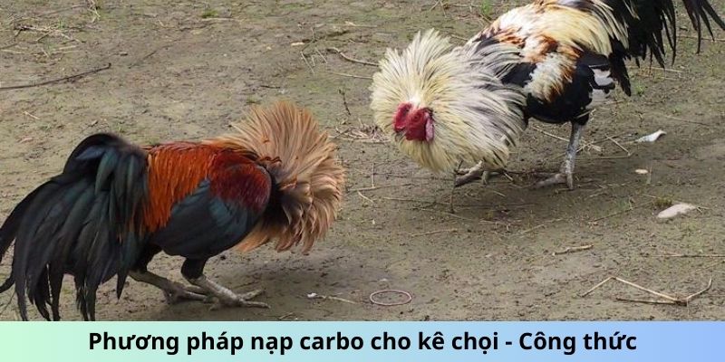 Phương pháp nạp carbo cho kê chọi - Công thức