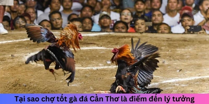 Tại sao chợ tốt gà đá Cần Thơ là điểm đến lý tưởng