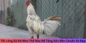 tết lông gà đá như thế nào