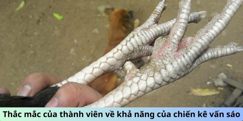 Thắc mắc của thành viên về khả năng của chiến kê Vấn Sáo