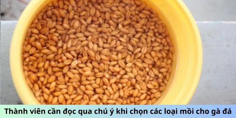 Thành viên cần đọc qua chú ý khi chọn các loại mồi cho gà đá