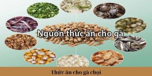 thức ăn cho gà chọi