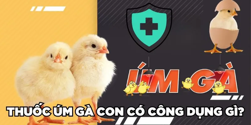 Thuốc úm gà con có công dụng gì?