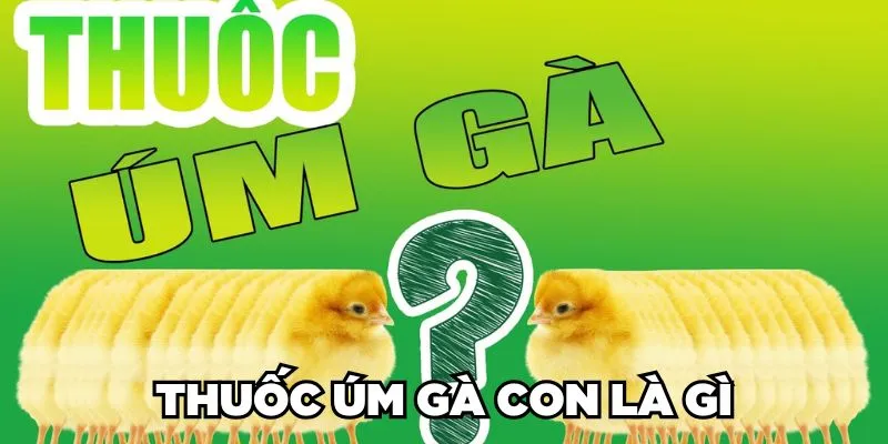 Thuốc úm gà con là gì?