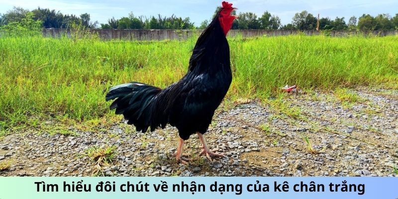 Tìm hiểu đôi chút về nhận dạng của kê chân trắng