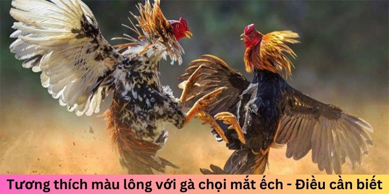 Tương thích màu lông với gà chọi mắt ếch - Điều cần biết