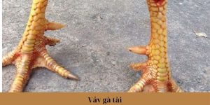 Vảy gà tài