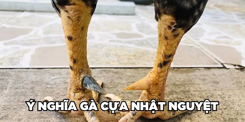 Ý nghĩa gà cựa Nhật Nguyệt