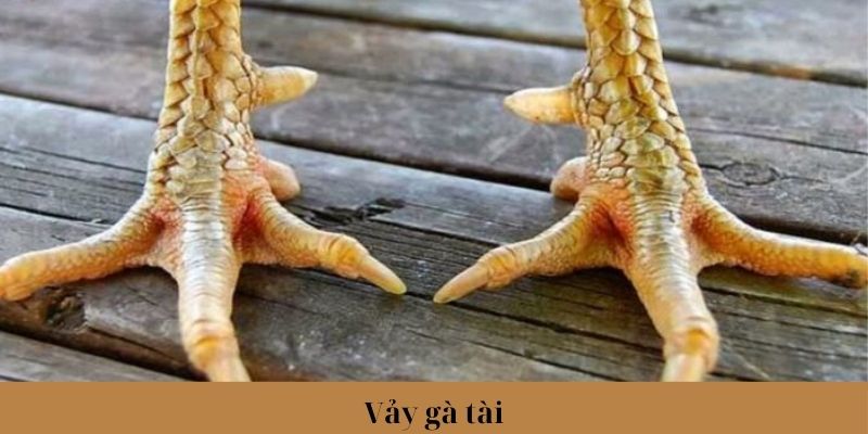 Tìm hiểu về ý nghĩa của vảy gà Tài cùng Jun88